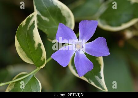 Maggiore Periwinkle, Vinca Major, aka Bigleaf Periwinkle, Grande Periwinkle o Blu Periwinkle Foto Stock