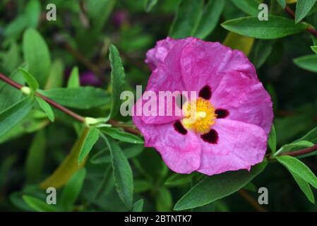 Orchidea Rockrose Cistus X Purpureus Foto Stock