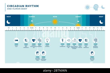 Ritmo circadiano e ciclo sonno-veglia: Come l'esposizione alla luce solare regola la produzione di ormoni e i processi corporei durante il giorno e la notte Illustrazione Vettoriale