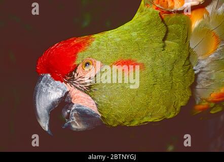 Macaw con facciata rossa, (Ara Rubrogenys,) dalla Bolivia. Criticamente svincolato. Foto Stock