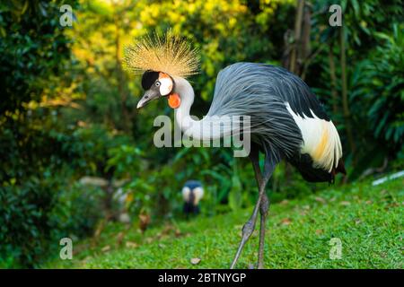 Incoronato Crane passeggiate in un parco verde. Foto Stock