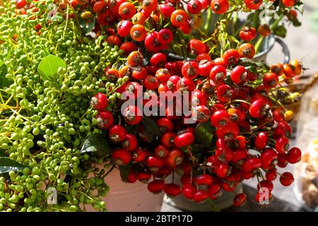 I frutti autunnali sono disposti in due grappoli, uno verde e l'altro rosso. Foto Stock