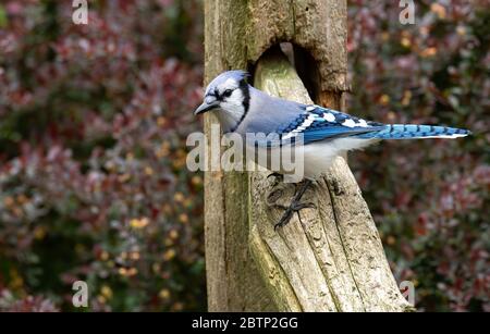 Blue jay nel giardino del cortile Foto Stock