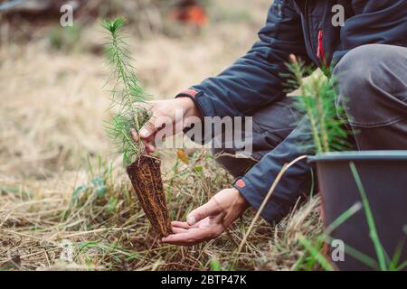 Sicuro il pianeta, uomo piantando albero giovane per un ambiente migliore dopo enormi tempeste, concetto di ecologia Foto Stock