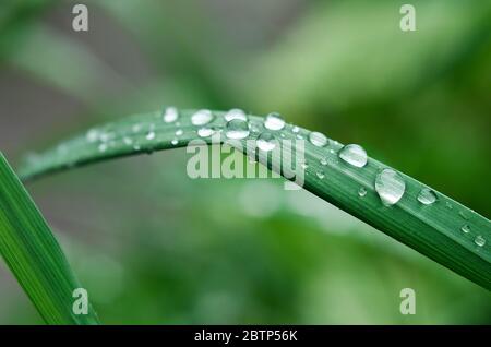 Gocce di pioggia poco su erba verde. Macro Foto Stock