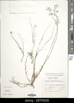 Wahlenbergia abyssinica Hochst ex una Thulin ricca. Foto Stock