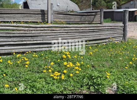 Villaggio recinzioni in legno su una collina con dandelions fioriti. Paesaggio di primavera maggio Foto Stock