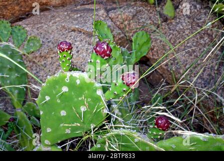 Opuntia robusta primo piano Foto Stock