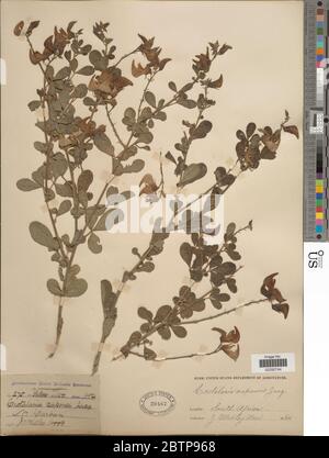 Crotalaria capensis. Foto Stock