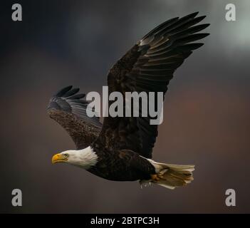 Primo piano vista laterale di un'aquila baldana che vola su sfondo scuro sopra il fiume Susquehanna nel Maryland Foto Stock