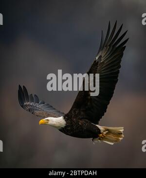 Primo piano vista laterale di un'aquila baldana che vola su sfondo scuro sopra il fiume Susquehanna nel Maryland Foto Stock