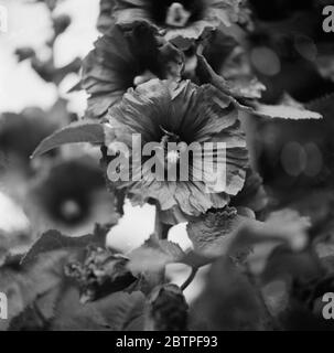 Fiori di Hollyhock in fiore . 1938 Foto Stock