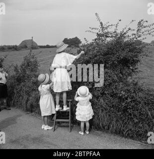 Le ragazze raccolse i more . 1936 Foto Stock