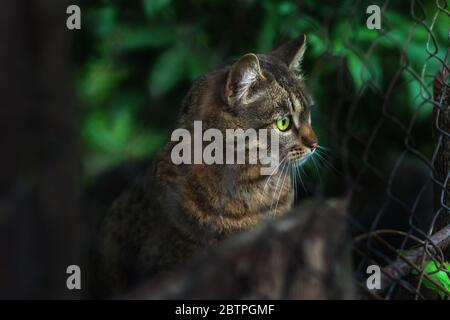 Un gatto senzatetto si siede dietro una recinzione e guarda con occhi verdi luminosi su uno sfondo scuro. Messa a fuoco selettiva Foto Stock