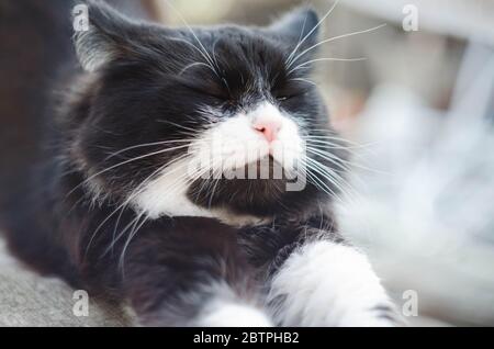 Gatto bianco e nero si allunga ad arching la schiena. Foto Stock