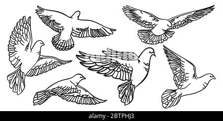Imposta gli uccelli in volo. Pigeons silhouette e contorni isolati. Illustrazione Vettoriale