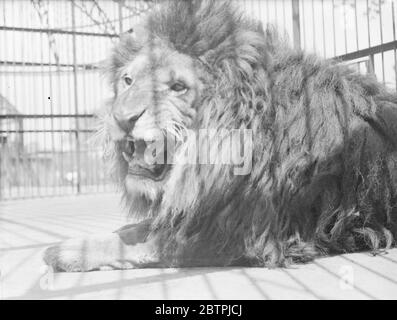 Lazin al sole . Simba il leone dello Zoo di Londra crogiolandosi con forza nel caldo sole dell'inaspettata ondata di calore . 22 giugno 1935 Foto Stock