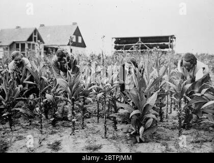 Coltivazione del tabacco in Germania settembre 1934 Foto Stock