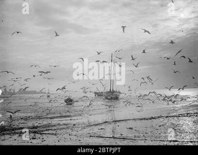 Ali e nuvole . Le ali di gabbiani che si stagliano contro le nuvole di un cielo illuminato dagli ultimi raggi del sole serale a Southend . 17 novembre 1934 Foto Stock