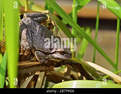 Rana europea di albero Hyla arborea grigio colore primo piano seduta su foglie verdi Foto Stock