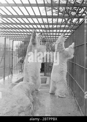 Pensieri verso l'alto!. Due orsi polari allo zoo di Chessington, Surrey, si alzano sulle gambe posteriori per sbirciare attraverso le barre del tetto del loro recinto. 8 febbraio 1938 Foto Stock