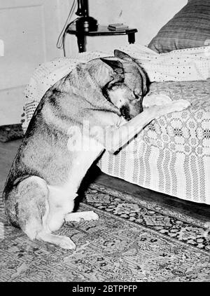 Tantalizzazione per rame. Tutti conoscono i cani che possono fare 'tutto il resto ma parlare', ma il rame, un magnifico alsaziano di proprietà di Miss Mary Bringhurst di Atlanta, Georgia, può rivendicare il titolo. All'età di quattro rame eseguirà 125 lavori a una parola o firmato dal suo proprietario. Una volta, quando la signorina Bringhurst era malata. Il cane poteva capirlo, fidarsi della cucina e tornato al suo letto con un biscotto cane, sembrando di pensare che la aiuterebbe a ottenere bene. Foto mostra, testa riposante sulle sue zampe e gli occhi chiusi, rame 'salta le sue preghiere'. 30 aprile 1938 Foto Stock