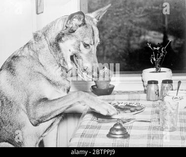 Tantalizzazione per rame. Tutti conoscono i cani che possono fare 'tutto il resto ma parlare', ma il rame, un magnifico alsaziano di proprietà di Miss Mary Bringhurst di Atlanta, Georgia, può rivendicare il titolo. All'età di quattro rame eseguirà 125 lavori a una parola o firmato dal suo proprietario. Una volta, quando la signorina Bringhurst era malata. Il cane poteva capirlo, fidarsi della cucina e tornato al suo letto con un biscotto cane, sembrando di pensare che la aiuterebbe a ottenere bene. Spettacoli fotografici, Copper , la sua lingua lolling, longinlg zampa i biscotti per il suo pasto serale. Non li mangerebbe fino a quando non gli sarà dato Foto Stock