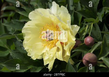 Paeonia 'Treasure giardino' - pony intersezionale. Foto Stock