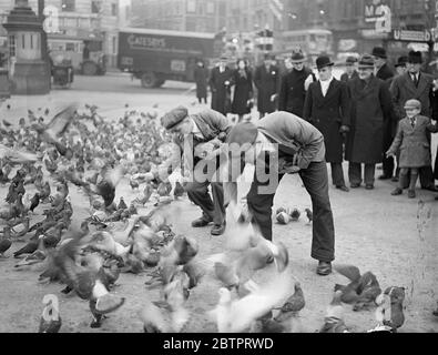 Tenere giù la popolazione dei piccioni di Londra. Catchers che busying Trafalgar Square. Gli uomini stanno lavorando catturando i piccioni in Trafalgar Square per 'assottigliare' la popolazione dei piccioni di Londra. La familiarità dei piccioni con i visitatori gentili che li nutrono è in questo caso che stanno facendo, perché tutti i catchers devono fare è mettere giù il cibo e raccogliere gli uccelli come lo mangiano. I piccioni sono posti in gabbie. Foto mostra, MR W Dalton e i suoi due figli, i piccioni catchers, mettendo i piccioni nei cestini. 6 dicembre 1937 Foto Stock