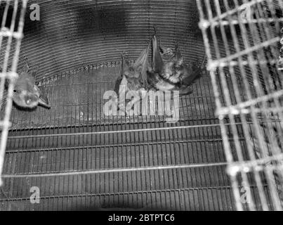 Unico supporto della sua famiglia. Il pipistrello di frutta e il suo bambino allo zoo. Il più insolito dei nuovi arrivi allo Zoo di Londra è il bambino nato da uno dei pipistrelli di frutta indiani, il più grande delle specie di pipistrelli. Il bambino non lascia la madre fino a che non è quasi la metà del suo bulk. Dorme sotto le sue ascelle. Il bat di frutta, una volta coltivato, come un'alinga di quasi un cortile. Spettacoli fotografici, il bat di frutta indiana e il suo bambino sospesi dai bar della sua gabbia allo zoo di Londra. 30 dicembre 1937 Foto Stock