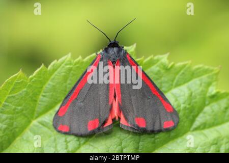 Il cinabro Moth Tyria jacobaeae Foto Stock