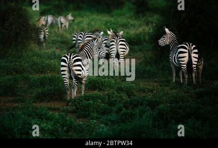Gruppo di zebre trovato durante il safari masai Mara in kenya Foto Stock