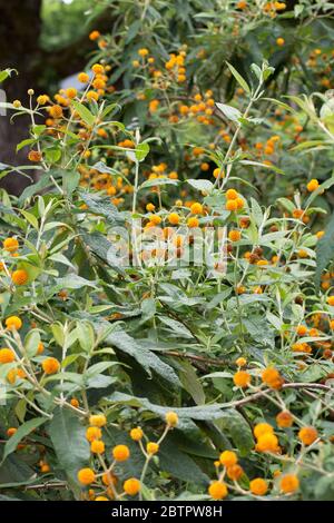 Buddleja globosa - albero della palla arancione. Foto Stock