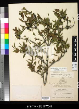 Rhamnus serrata Willd ex Roem Schult var serrata. Foto Stock