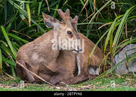 Cervo di porco indiano (Hyelaphus porcinus / axis porcinus) maschio con antlers di nuova concezione ricoperti di velluto che riposano in sottobosco, originario dell'Asia Foto Stock