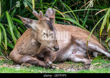 Cervo di porco indiano (Hyelaphus porcinus / axis porcinus) maschio con antlers di nuova concezione ricoperti di velluto che riposano in sottobosco, originario dell'Asia Foto Stock