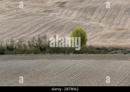 Un paesaggio rurale con campi e cespugli in primavera Foto Stock