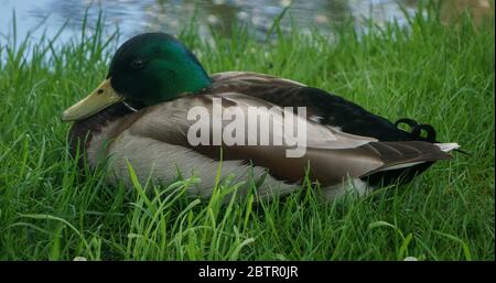 Duck Calgary Zoo Alberta Foto Stock