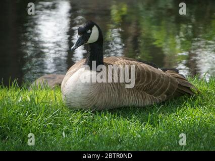 Canada Goose Calgary Zoo Alberta Foto Stock