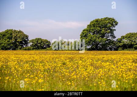 Ditchling Regno Unito 21 maggio 2020: Dentro e intorno al villaggio di Ditchling Foto Stock