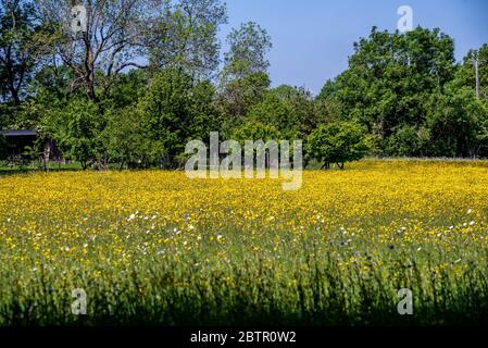 Ditchling Regno Unito 21 maggio 2020: Dentro e intorno al villaggio di Ditchling Foto Stock