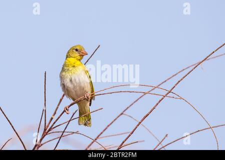 Uccello tessitore giallo dall'Arabia Saudita Foto Stock