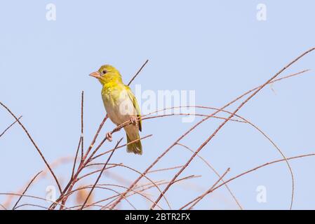 Uccello tessitore giallo dall'Arabia Saudita Foto Stock