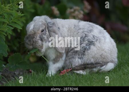 Il coniglio allevato di lop bianco, grigio e marrone mangia verde nel giardino Foto Stock