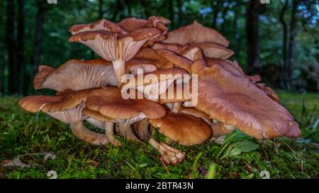 Grande grappolo di funghi di molti funghi che crescono insieme verso l'alto dal piano forestale chiocato mostrando i dettagli della struttura organica Foto Stock