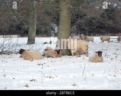Pecore in inverno Foto Stock