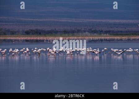 Gruppo di fenicotteri e paesaggi lacustri Foto Stock