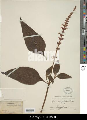 Salvia confertilolia. Foto Stock