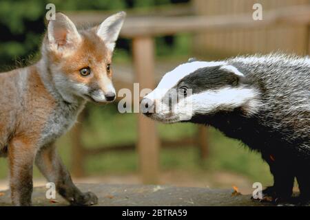 Il cucciolo di Badger e un cucciolo di volpe a Surrey, Inghilterra. Gli animali selvatici del bambino carino sono diventati grandi amici che si sono guariti dalla malattia. Foto Stock