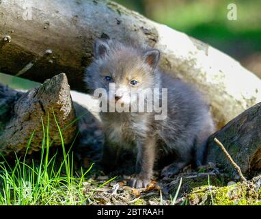 Un cucciolo di volpe in Surrey, Inghilterra. Il simpatico animale selvaggio del bambino è stato abbandonato in bosco. Foto Stock